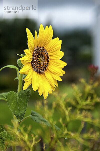 A bright yellow sunflower in a garden in Rathdrum  Idaho