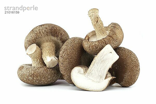 Raw shiitake mushrooms isolated on white background  nutritional and medicinal  Lentinula edodes