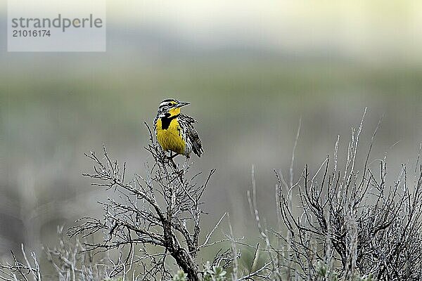 A Western Meadowlark is perched on a branch on the Antelope flats near Moose  Wyoming