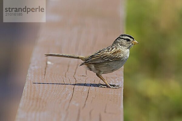 A small white crowned sparrow is perched in Westport  Washington