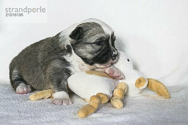 Island dog  puppy