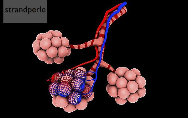 Conceptual image of alveoli