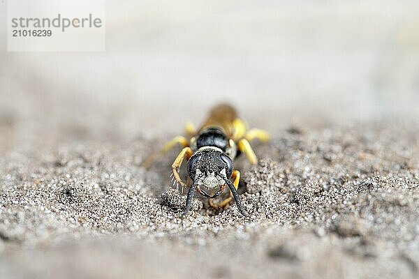 European beewolf (Philanthus triangulum)  digging a breeding den in the sand  Lower Saxony  Germany  Europe