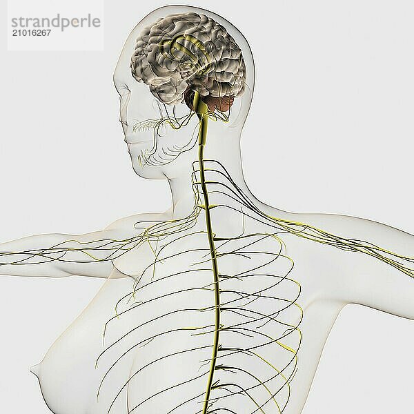 Medical illustration of the human nervous system and brain