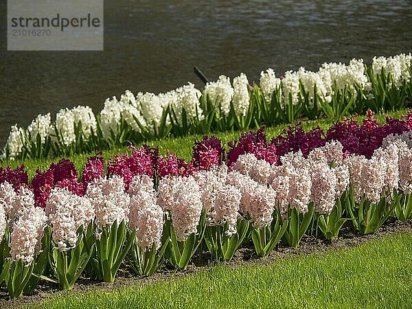 Several rows of colourful hyacinths next to a river on a manicured green lawn  Amsterdam  Netherlands