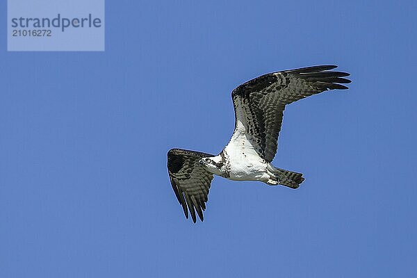 An osprey soars up in the bright blue sky in north Idaho