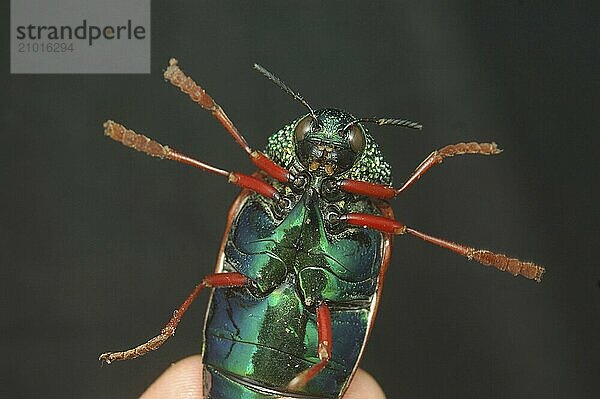 Underside of a Jewel beetle of family Buprestidae  possibly Sternocera nitens or S. Brahmina. From Tamil Nadu  South India