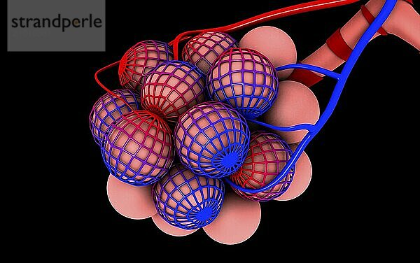 Conceptual image of alveoli