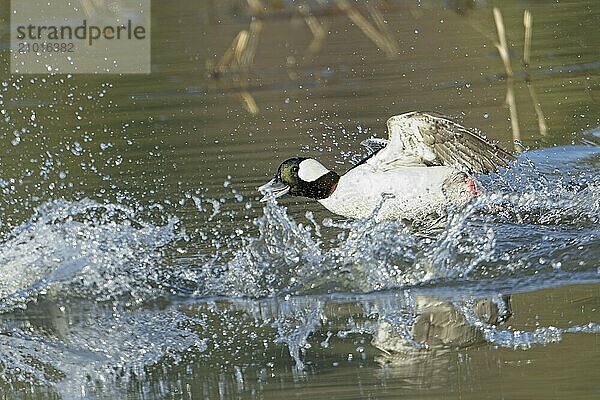 A bufflehead duck is chasing after another duck and making splashes on top of the water near Hauser  Idaho