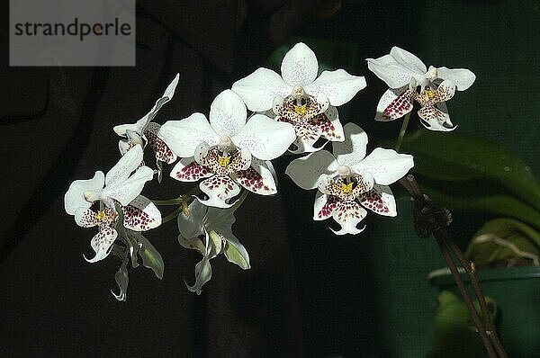 White Phaleonopsis stuartiana orchids on dark background