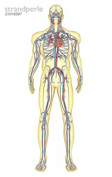 Anatomy of human body and circulatory system  front view