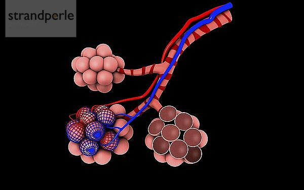 Conceptual image of alveoli