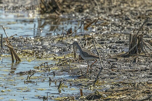 Natural scene from Wisconsin state conservation area