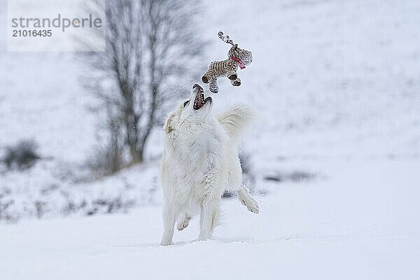 Icelandic dog playing in the snow