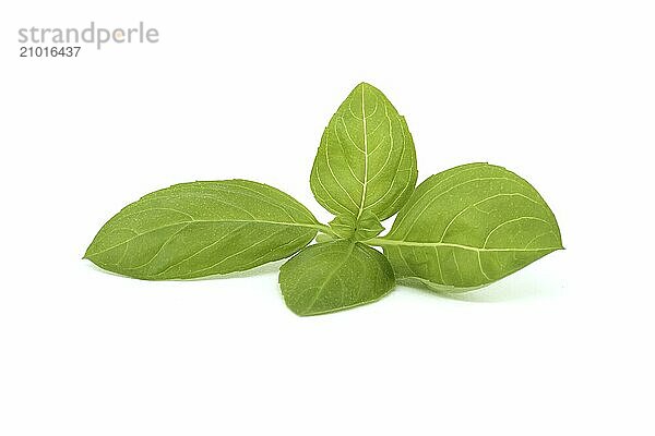 Fresh sprig of basil (Ocimum basilicum) isolated on white background