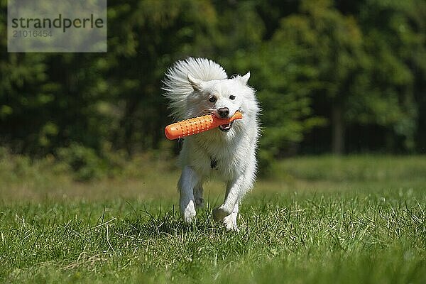 Retrieving Icelandic Hound