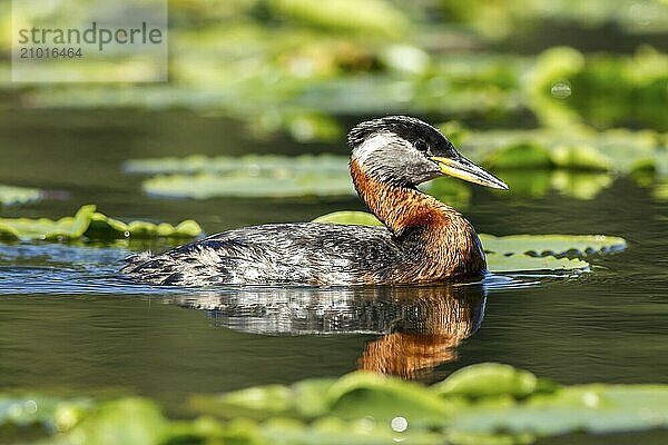 A red necked Grebe swims in Twin Lakes  Idaho