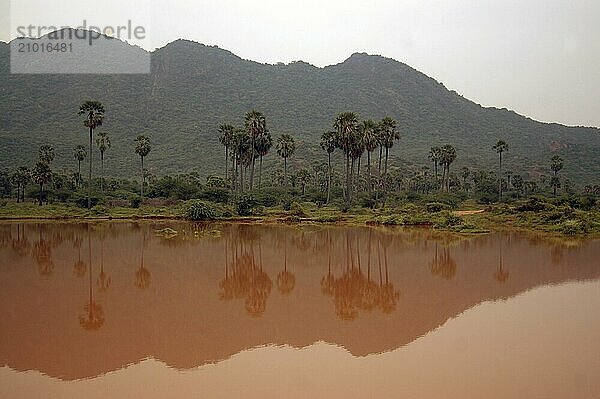 Palms reflected in a lake  Tamil Nadu  South India