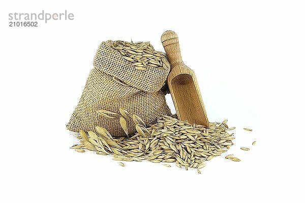 Oat grains with hulls or husks in burlap bag isolated on a white background. Agriculture  diet and nutrition. Common oat or Avena sativa