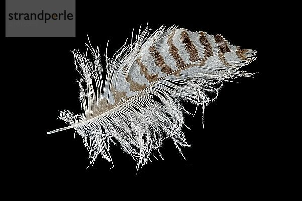 Macro shot of a coloured buzzard feather cropped on black