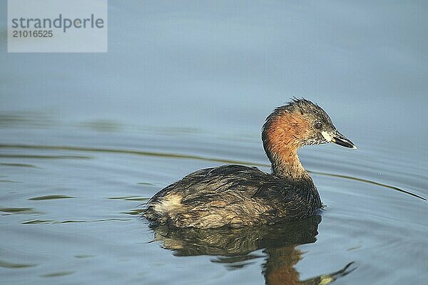 Little grebe (Tachybaptus ruficollis) Allgäu  Bavaria  Germany  Allgäu  Bavaria  Germany  Europe