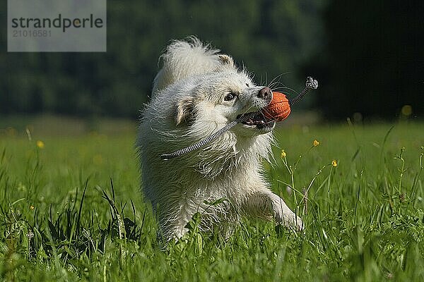 Playing Icelandic dog