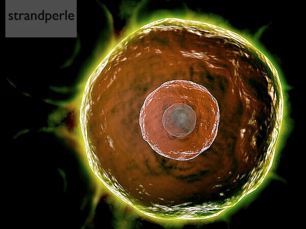 Microscopic view of human B-cells which play a large role in the immune response system