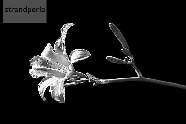 A close up fine art BW view of a daylily set against a black background