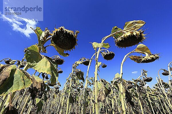 Romania  near Giurgiu in the south of the country  sunflowers ripe for the harvest  Europe