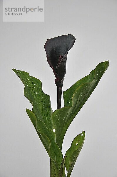 Black calla lily  Arum palaestinum  against white background  native to the Middle East