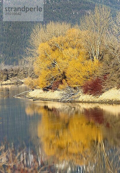 Yellow colors on the trees reflect off of Kootenai River near Bonners Ferry  Idaho