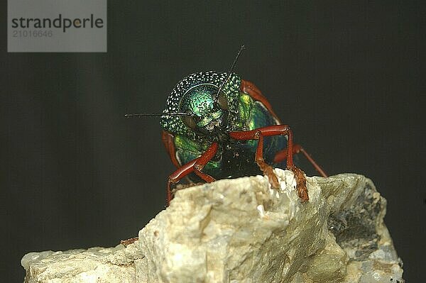 Jewel beetle of family Buprestidae  possibly Sternocera nitens or S. Brahmina  climbing overa piece of quartz. From Tamil Nadu  South India