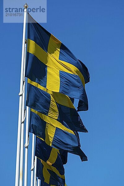 Several swedish flags flying on flagpoles