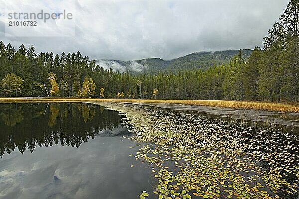 Small lily pads form a line in the small Sinclair lake in far north Idaho during autumn