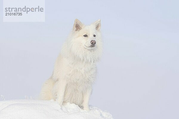 Winter walk with an Icelandic dog