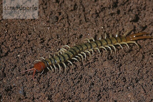 Centipede from Tamil Nadu  South India