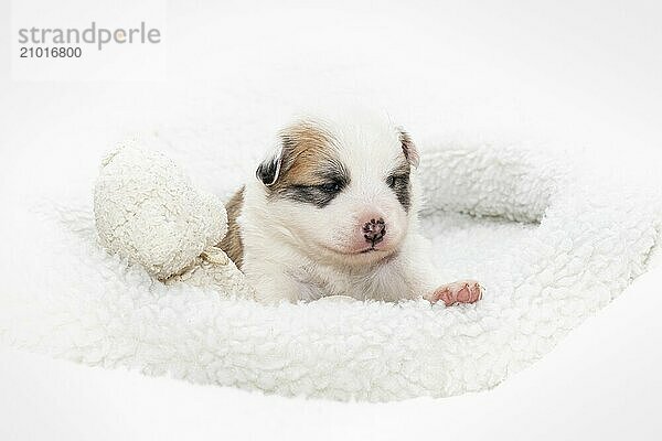 3 week old Icelandic dog