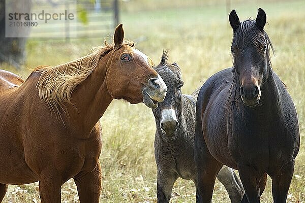 A chestnut colored horse appears to photo bomb another horse and a donkey in north Idaho