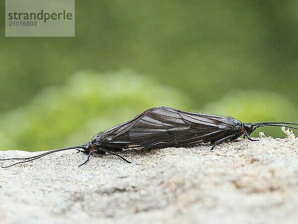 Two caddisflies mating