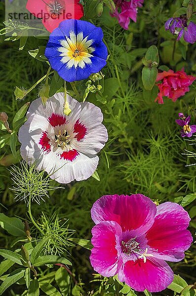 Godetia (Clarkia amoena)  and Dwarf Morning Glory (Convolvulus tricolor)  Allgäu  Bavaria  Germany  Europe