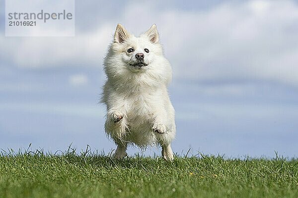 Racing Icelandic hound