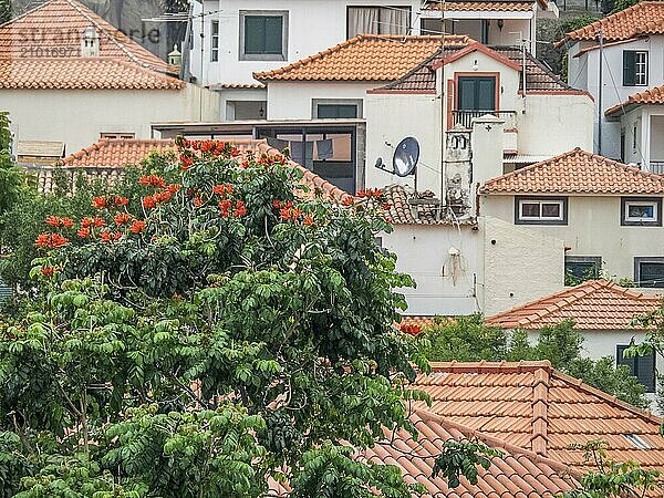 City view with several houses and a blossoming tree in the foreground  Funchal  madeira  portugal