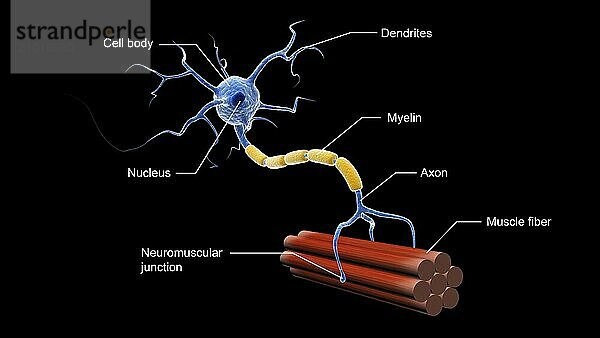 Medical illustration showing the structure of a motor neuron