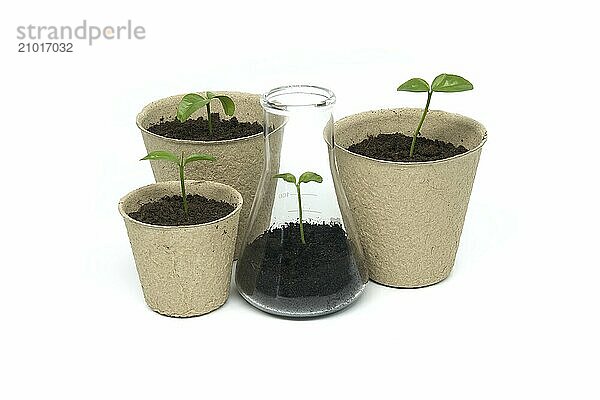 Green seedling sprouting from biodegradable pot near conical glass flask filled with soil and green plant  isolated on white background