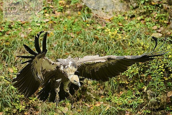 Eurasian griffon vulture (Gyps fulvus) flying  Bavaria  Germany  Europe