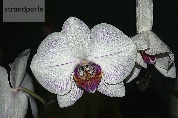 Large white Phaleonopsis orchids on black background