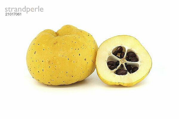 Yellow quince fruits whole and some cut in half to expose their seeds isolated on white background  full depth of field  Chaenomeles japonica or Japanese quince