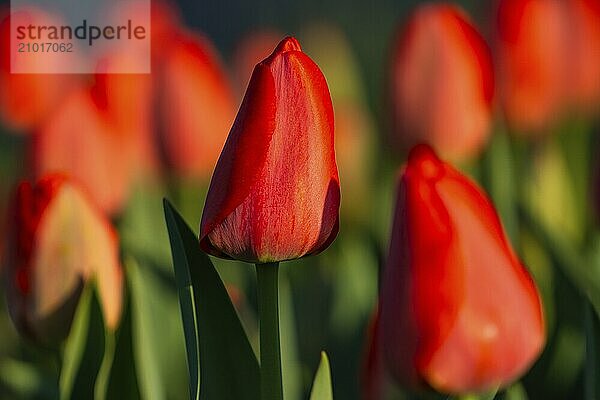 Every year  a colourful tulip exhibition takes place on the edge of the Swabian Alb