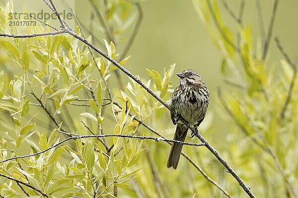 A cute song sparrow is perched on a small branch in north Idaho