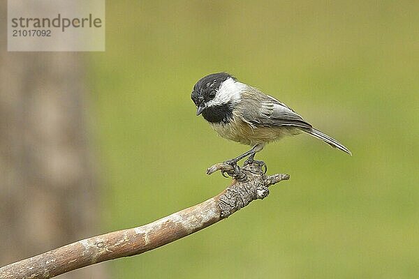 A small cute black capped chickadee is perched on a small twing in north Idaho